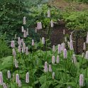 Persicaria bistorta 'Superba'